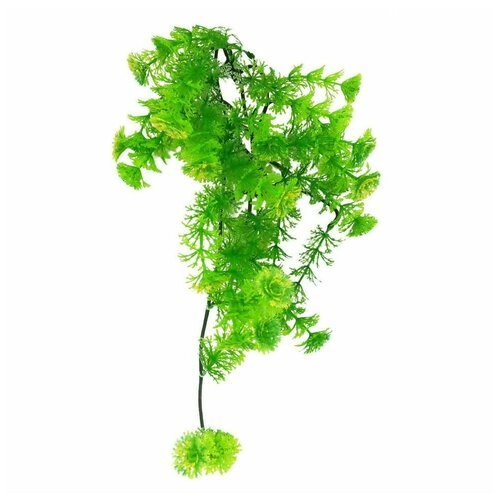 Декоративное растение для террариумов LUCKY REPTILE 'Turtle Plant Horn Fern', 40см (Германия)