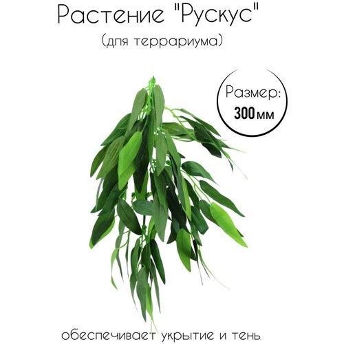 Растение 'Рускус' для террариумов